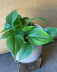 Philodendron 'Oxycardium' フィロデンドロン オキシカルジウム Size 3