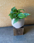 Philodendron 'Oxycardium' フィロデンドロン オキシカルジウム Size 3