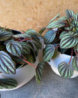 Peperomia ‘Peppermill’ ぺペロミア ペッパーミル
