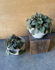 Peperomia ‘Peppermill’ ぺペロミア ペッパーミル