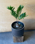 Zamia Floridana ザミア フロリダーナ Size 3