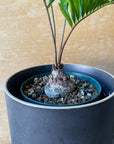 Zamia Floridana ザミア フロリダーナ Size 3