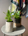Spathiphyllum Merry スパティフィラム・メリー