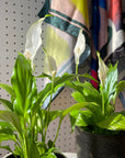 Spathiphyllum Merry スパティフィラム・メリー