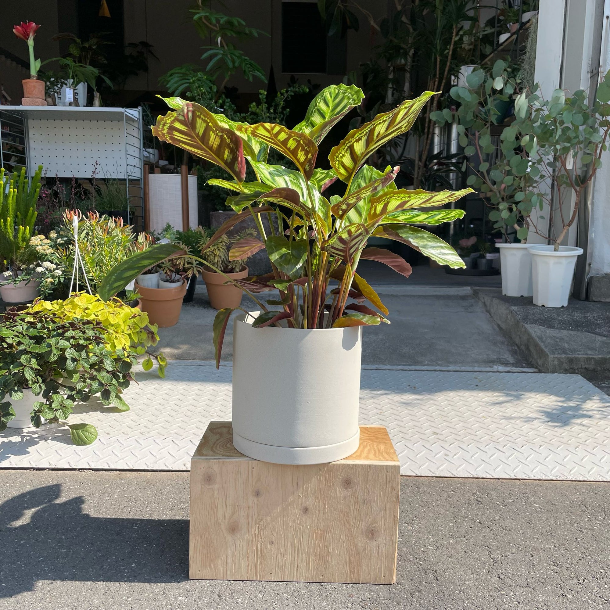 Calathea Jungle velvet  カラテア フレームスター