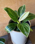 Philodendron 'Peridot'  フィロデンドロン ペリドット Size 2