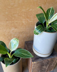 Philodendron 'Peridot'  フィロデンドロン ペリドット Size 2