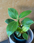 Philodendron 'Imperial Prince' フィロデンドロン インペリアルプリンス Size 3