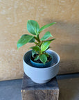 Philodendron 'Imperial Prince' フィロデンドロン インペリアルプリンス Size 3