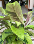 Calathea louisae ‘thai beauty  カラテア タイビューティー