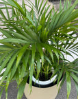 Parlor Palm メキシコケンチャヤシ Size 6