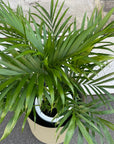 Parlor Palm メキシコケンチャヤシ Size 6