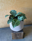 Seersucker Plant ゲオゲナンツス・ペーピヒー Size 3