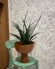 Vera Planter Large by Lightly ヴェラプランター L