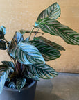 Calathea ‘Ornata’ カラテア オルナータ サンデリアーナ