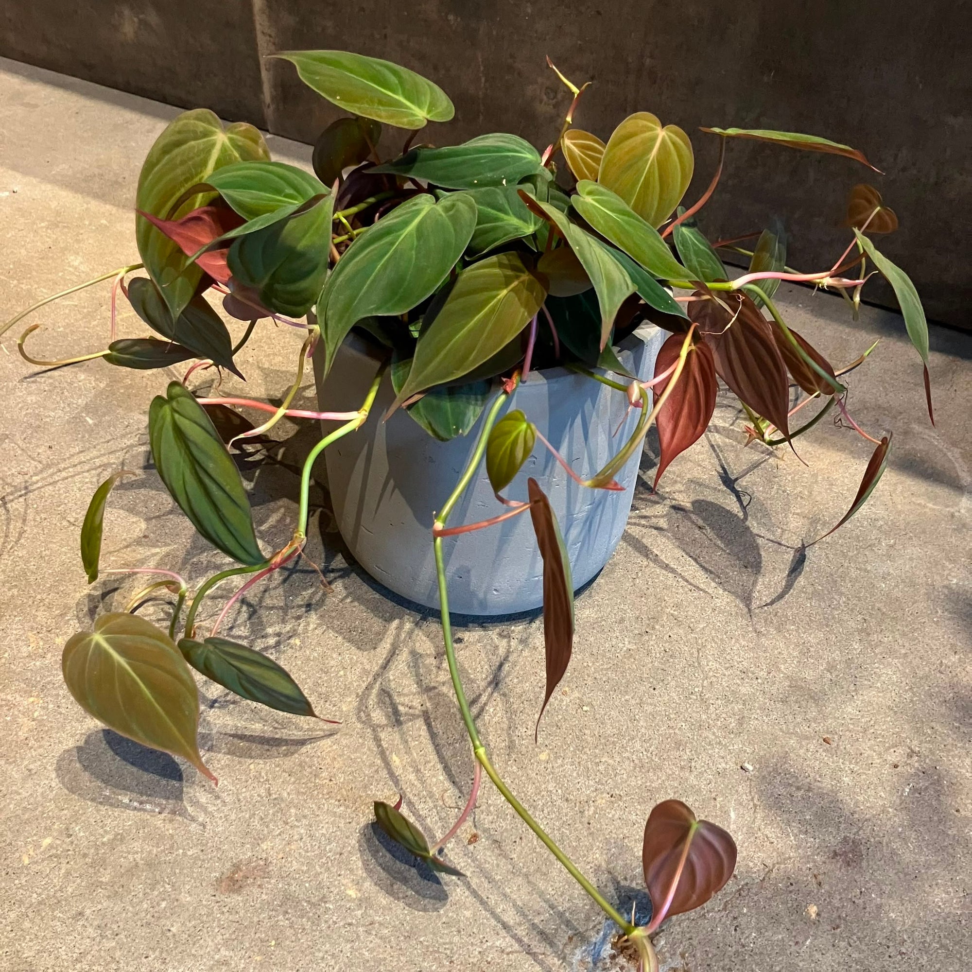 Philodendron 'Melanochrysum' フィロデンドロン ビロードカズラ Size 5