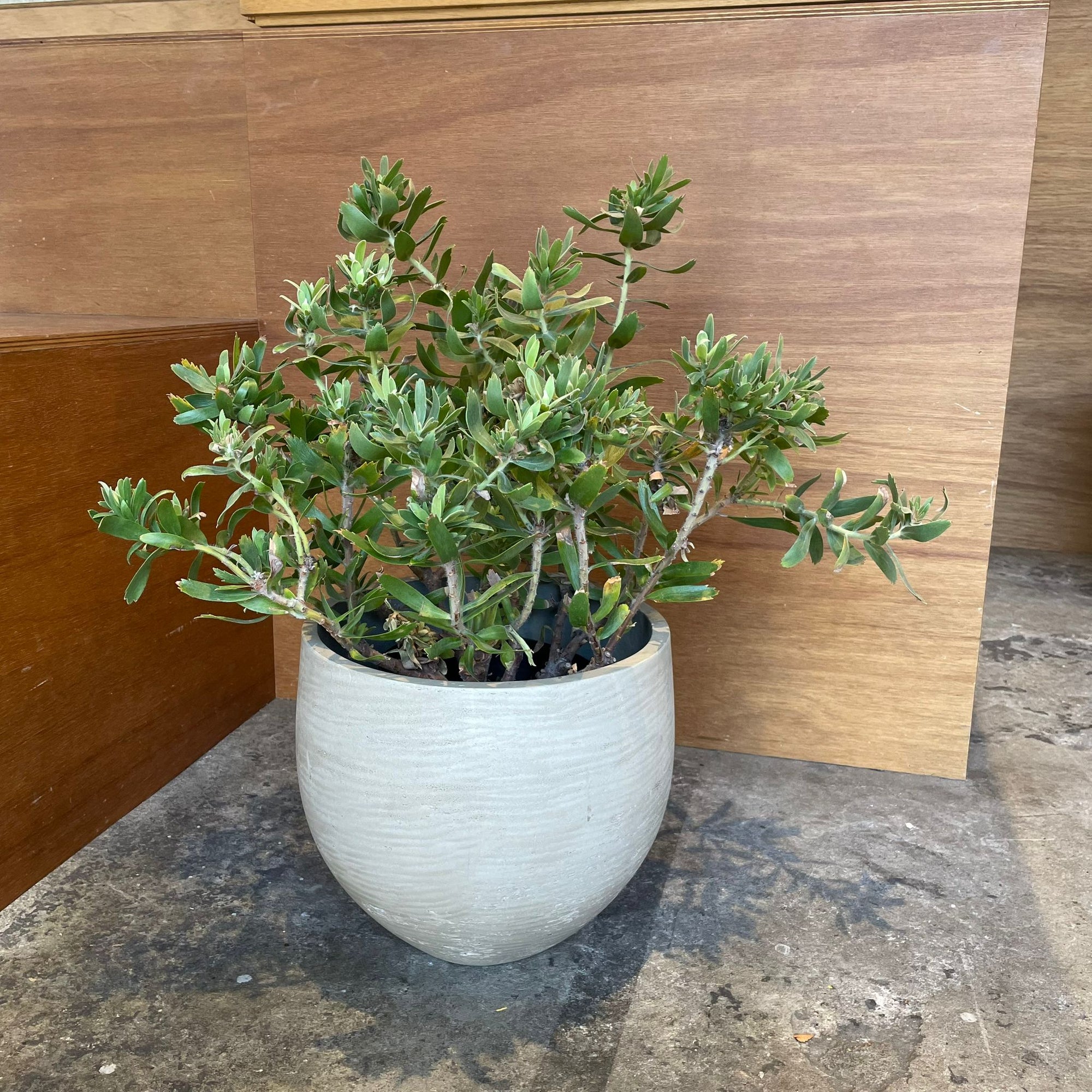 Round Planter ラウンドプランター