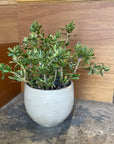 Round Planter ラウンドプランター