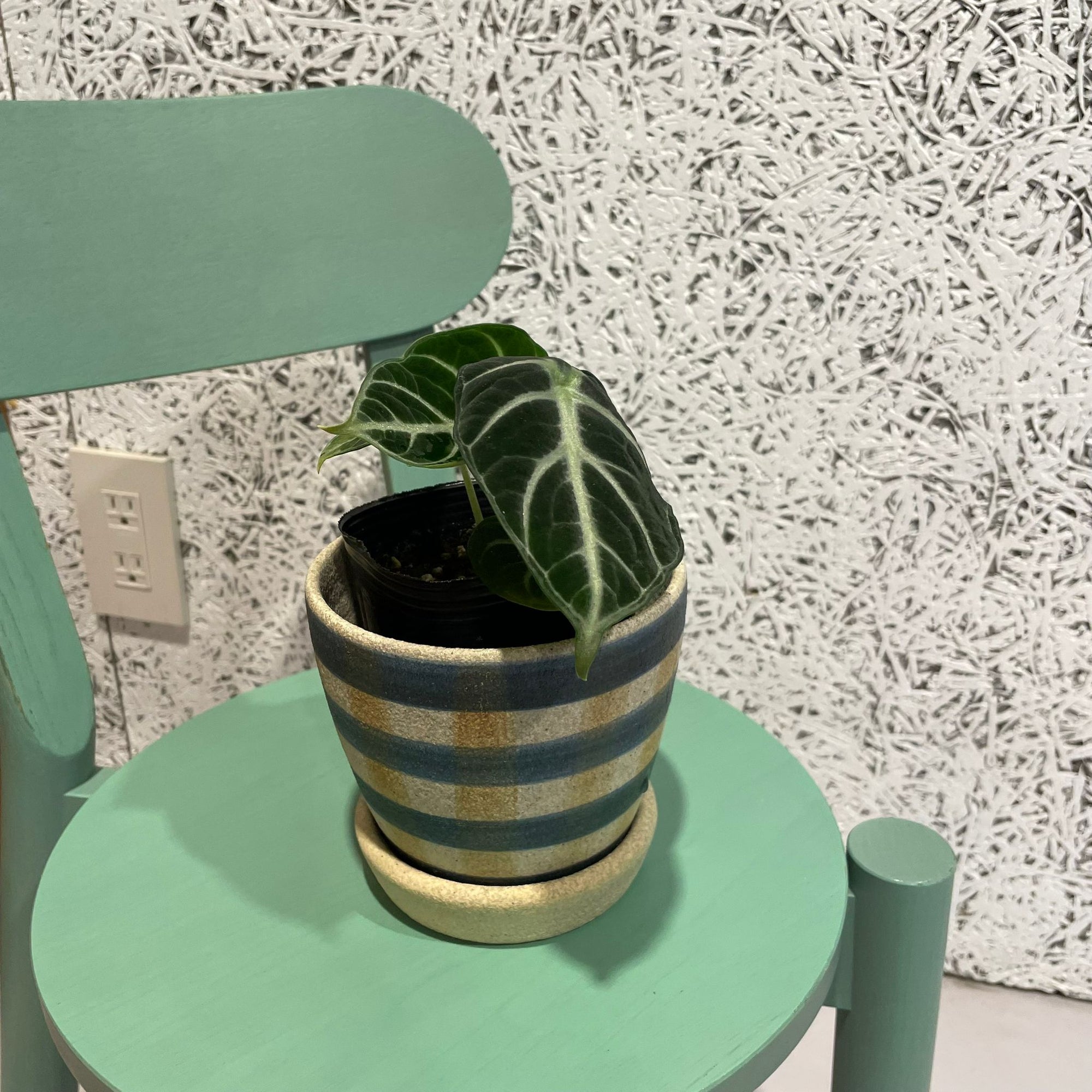 Alocasia  'Ninja' アロカシア ニンジャ Size 3