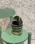 Alocasia  'Ninja' アロカシア ニンジャ Size 3