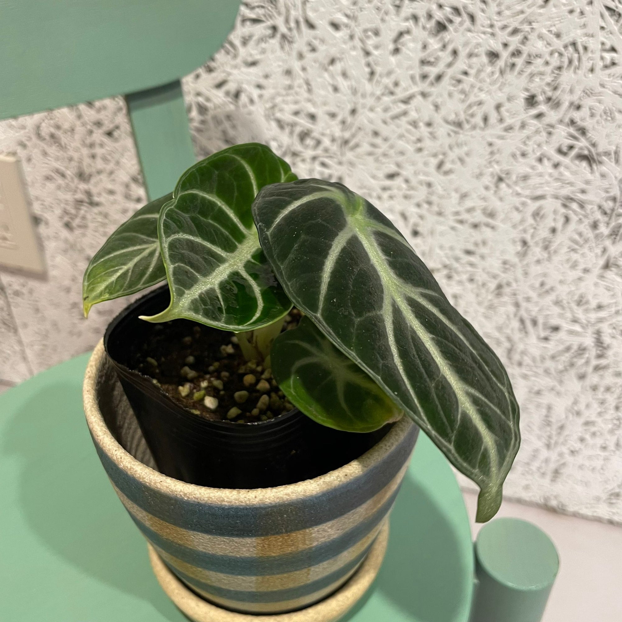 Alocasia  'Ninja' アロカシア ニンジャ Size 3