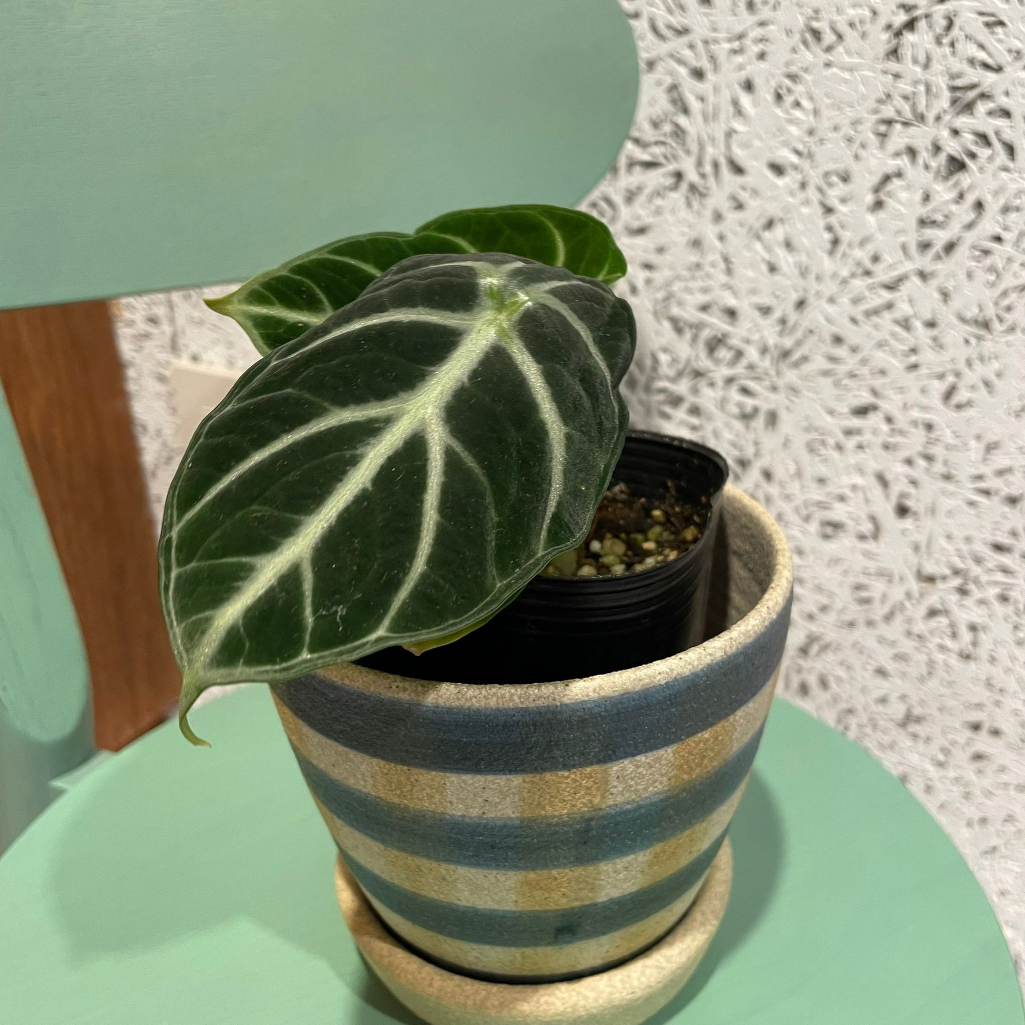 Alocasia  'Ninja' アロカシア ニンジャ Size 3