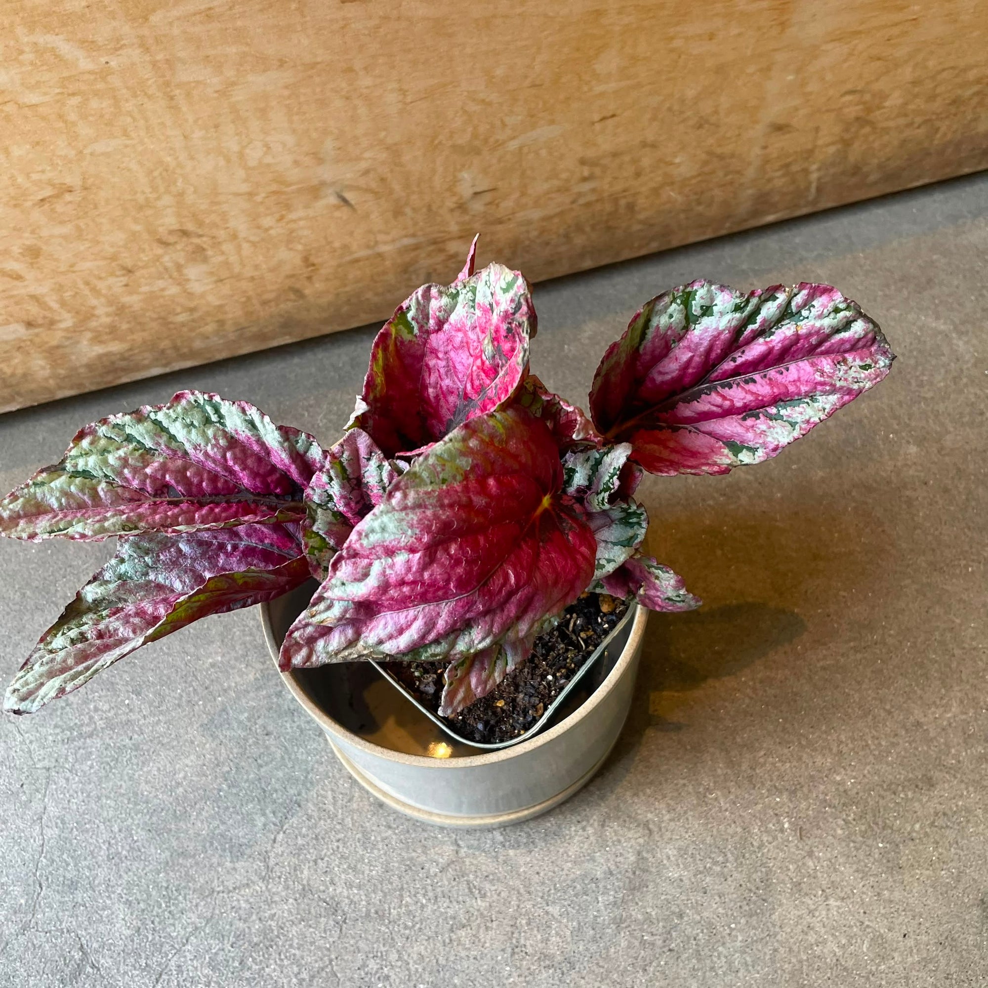 Rex Begonia Maui Sunset レックス ベゴニア マウイサンセット Size 3