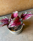 Rex Begonia Maui Sunset レックス ベゴニア マウイサンセット Size 3