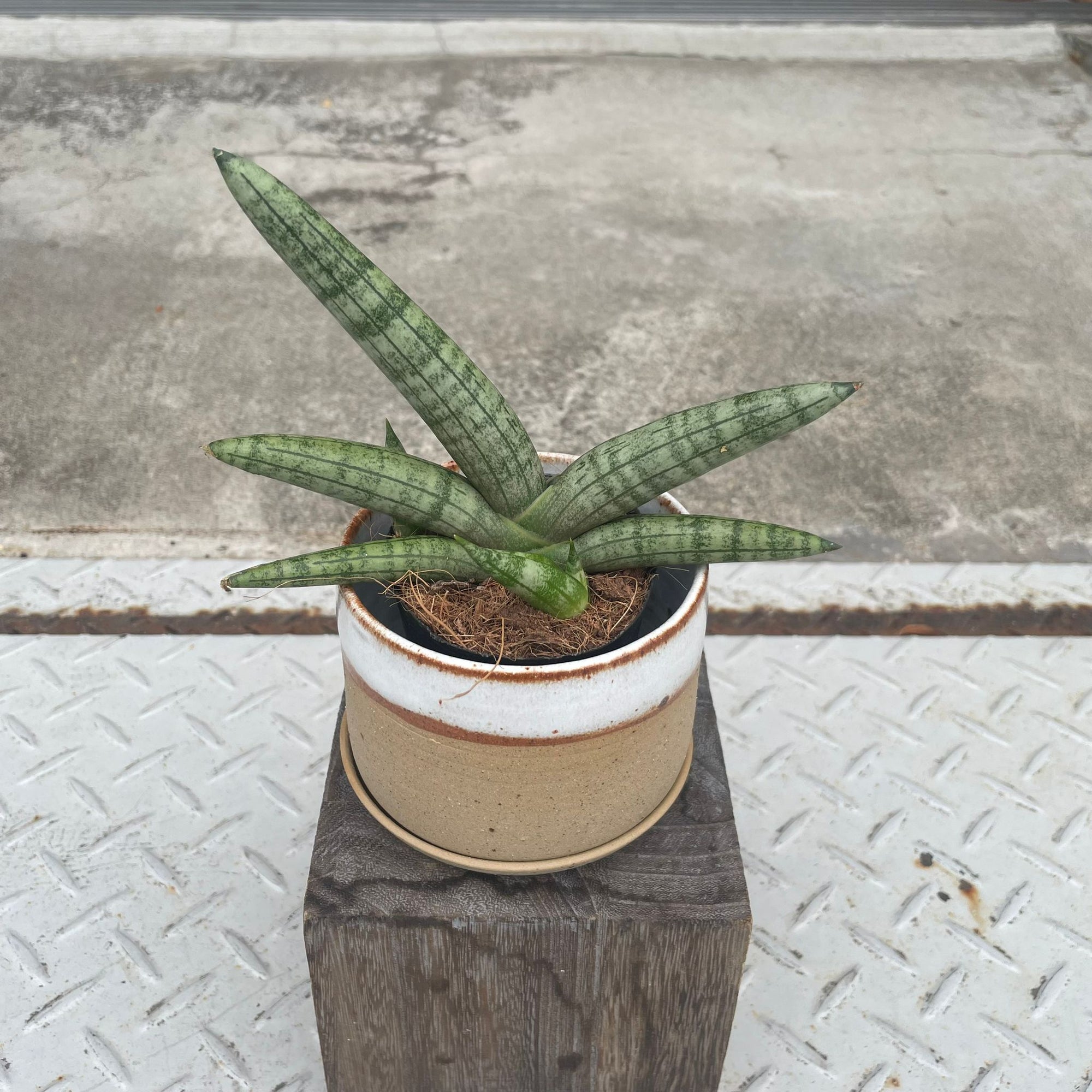 Snake Plant (Sansevieria boncellensis) サンスベリア ボンセレンシス Size 2