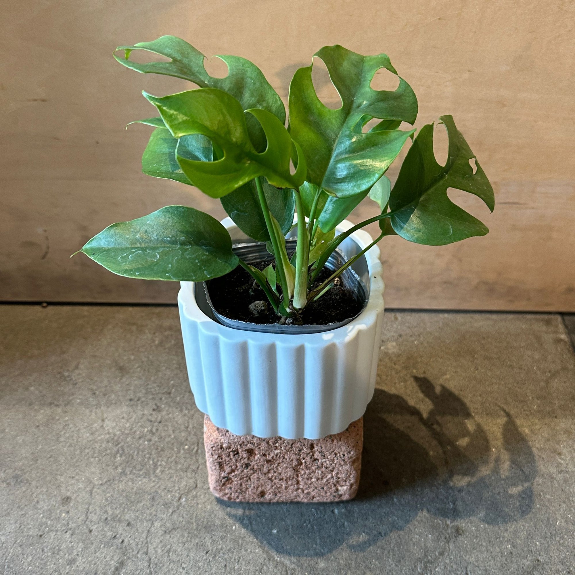 Monstera モンステラ