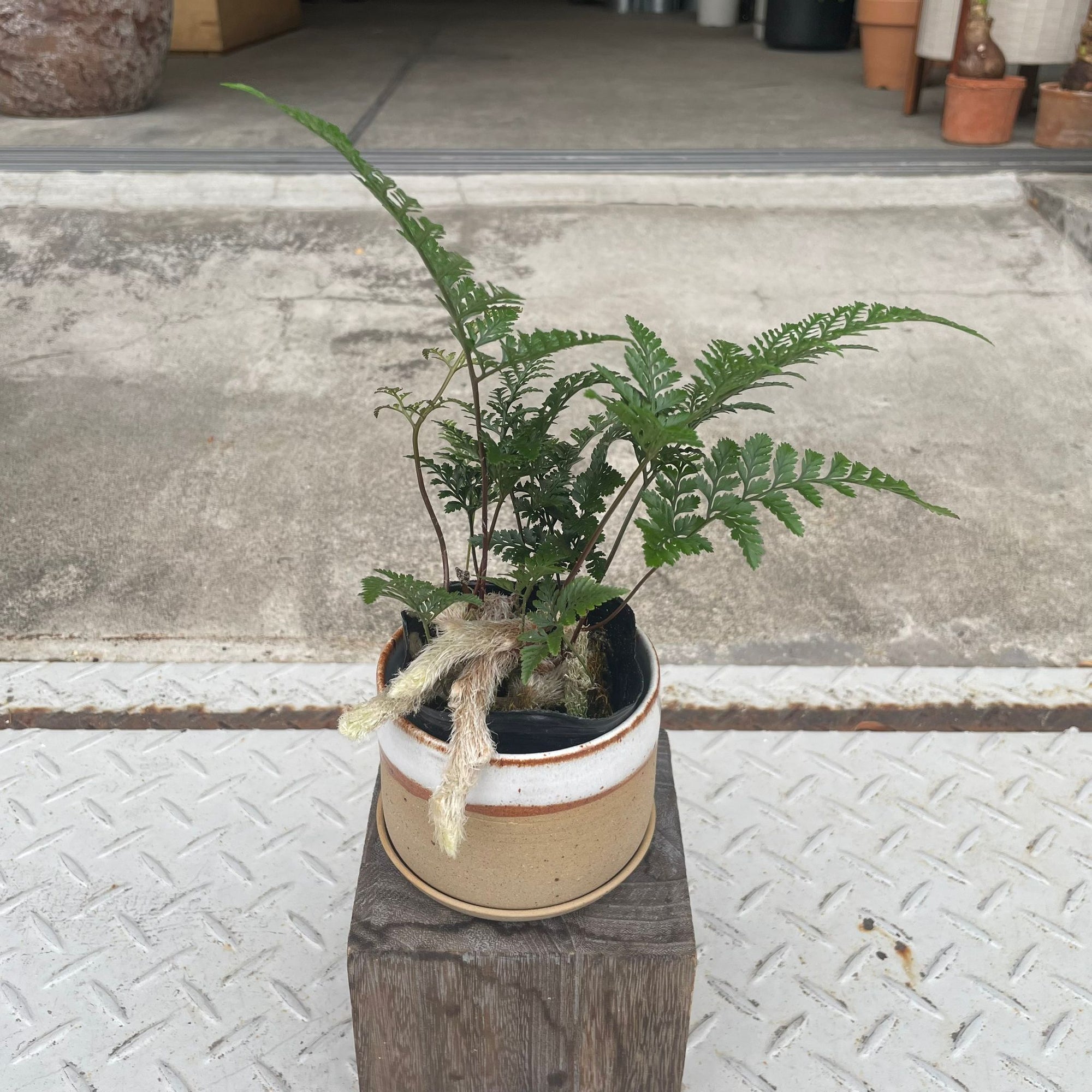 Squirrel's foot fern シノブ