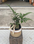 Squirrel's foot fern シノブ