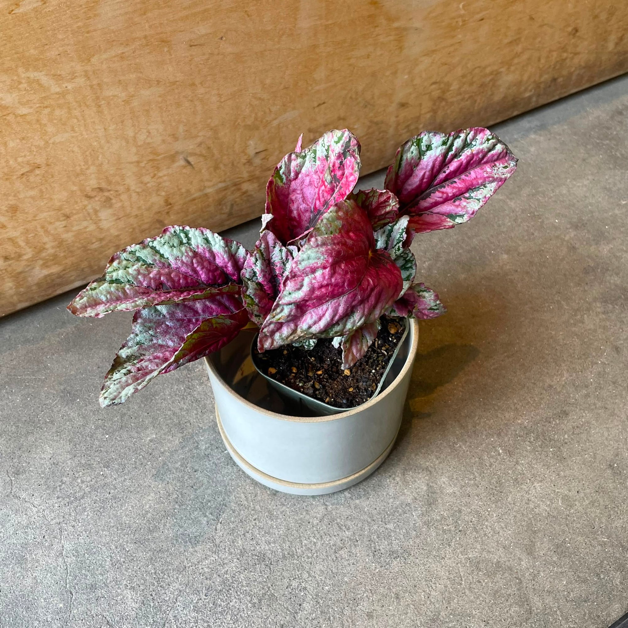 Rex Begonia Maui Sunset レックス ベゴニア マウイサンセット Size 3