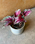 Rex Begonia Maui Sunset レックス ベゴニア マウイサンセット Size 3