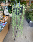 Hoya "Linearis" ホヤ リネアリス Size 4