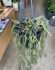 Hoya "Linearis" ホヤ リネアリス Size 4