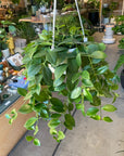 Aeschynanthus Radicans エスキナンサス ラディカンス Size 5