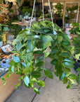 Aeschynanthus Radicans エスキナンサス ラディカンス Size 5