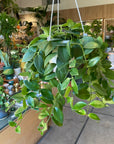 Aeschynanthus Radicans エスキナンサス ラディカンス Size 5