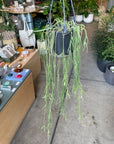 Hoya "Linearis" ホヤ リネアリス Size 4