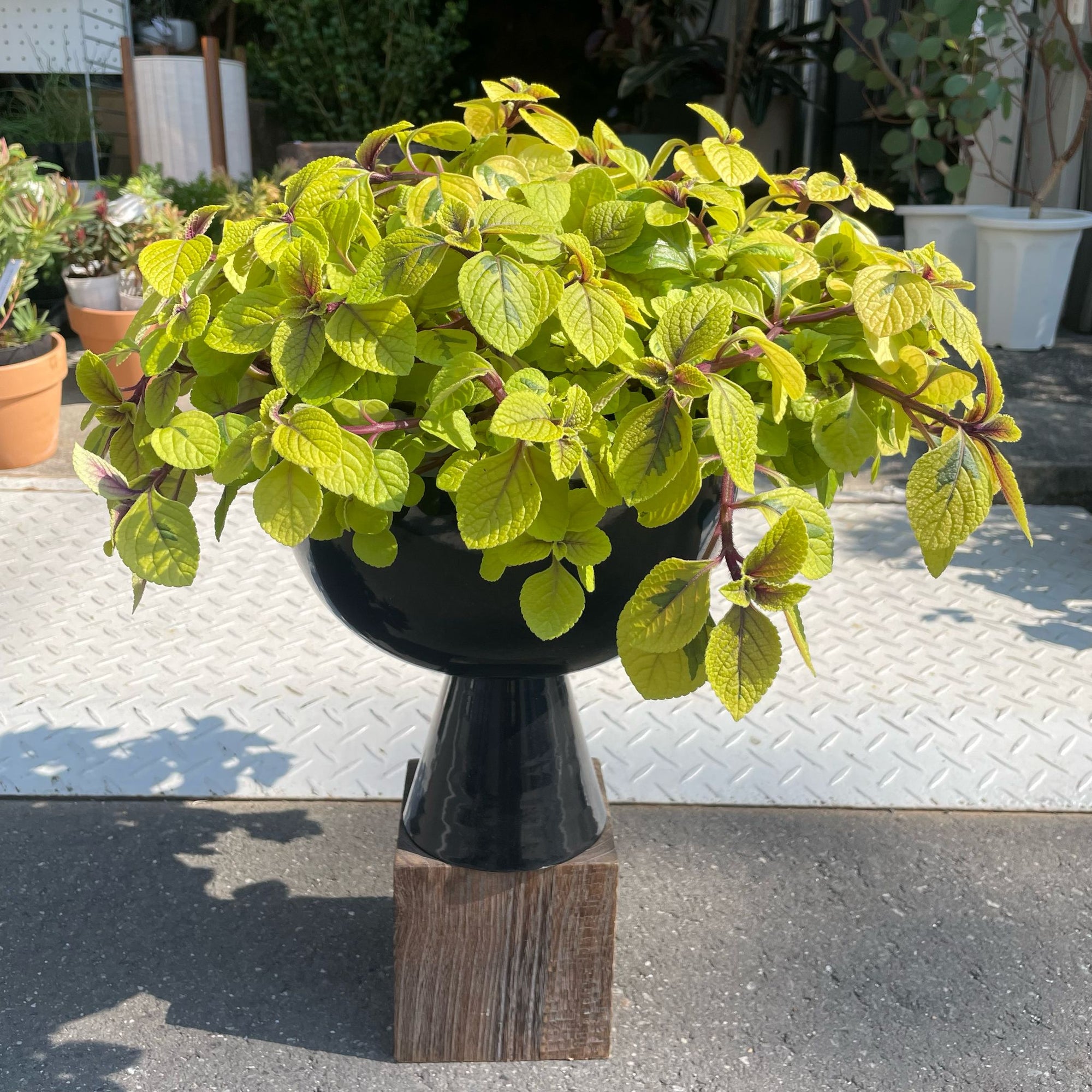 Swedish Ivy プレクトランサス サシャ Size 5