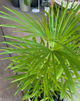 Lady Palm シュロ竹 Size 8