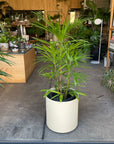 Lady Palm シュロ竹 Size 8