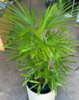 Lady Palm シュロ竹 Size 8