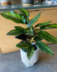 Calathea 'Beauty Star' カラテア ビューティースター
