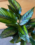 Calathea 'Beauty Star' カラテア ビューティースター