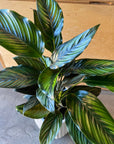 Calathea 'Beauty Star' カラテア ビューティースター