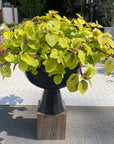 Swedish Ivy プレクトランサス サシャ Size 5