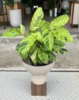 Calathea louisae ‘thai beauty  カラテア タイビューティー