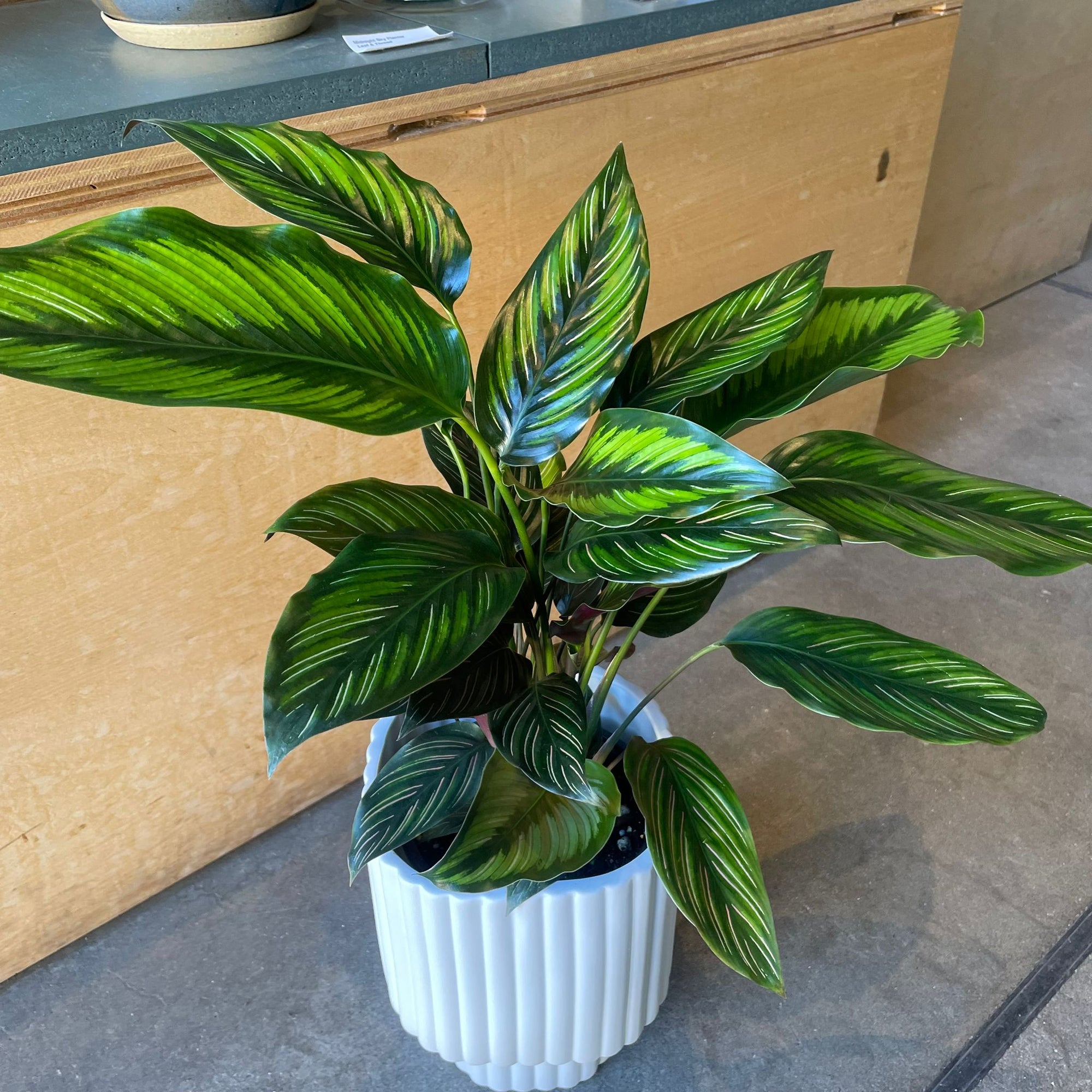 Calathea 'Beauty Star' カラテア ビューティースター